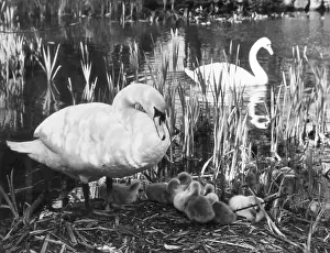 Cygnets: SWAN PEN & HER CYGNETS