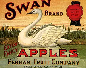 Glides: Swan on Pond