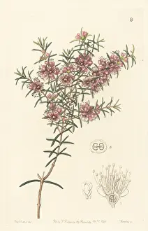 John Lindley: Swan River myrtle, Hypocalymma robustum
