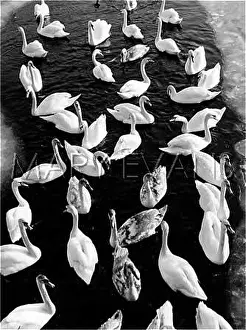 Grouping: SWAN STUDY