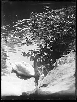 Bathed: SWAN IN THE SUNSHINE