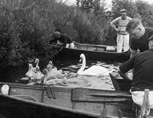 Uppers: SWAN-UPPERS ON THAMES