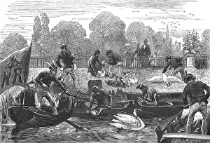 Herds: SWAN UPPING - 3
