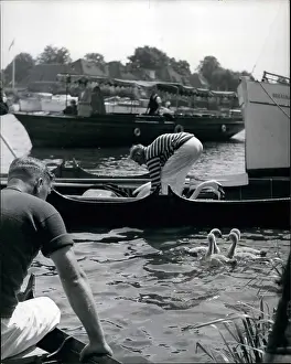 Thirds: Swan upping on the River Thames, London