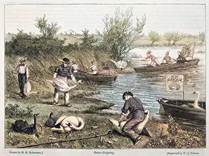 Upping: SWAN-UPPING/ROBERTSON