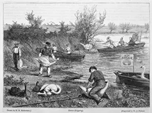 Upping: SWAN-UPPING/ROBERTSON