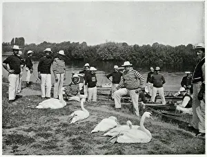 Uppers: Swan Upping on the Thames 1900