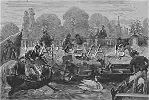 Upping: SWAN-UPPING ON THAMES