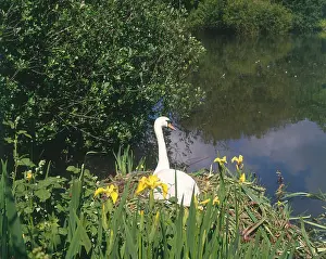 Hayle: Swan and yellow iris, The Mill Pond, Hayle, Cornwall