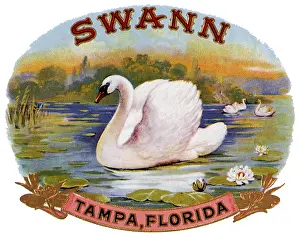 Swann: Swann