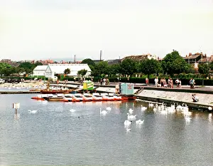 Swannery: The Swannery, Weymouth