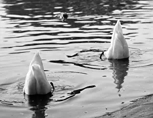 Khristophorov: Swans, 1984