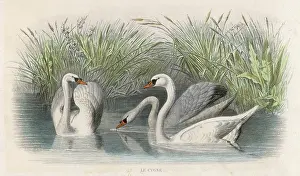 Rushes: THREE SWANS