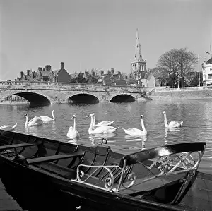 Widened: Swans at Bedford Bridge
