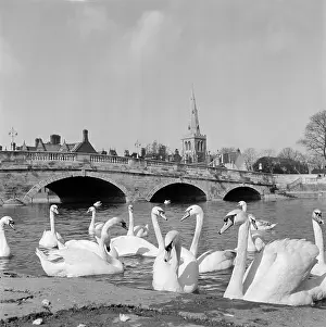 Ouse: Swans at Bedford Bridge