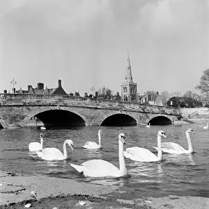 Ouse: Swans at Bedford Bridge