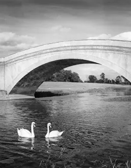 Ouse: SWANS & BRIDGE
