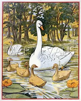 Olor: SWANS & CYGNET