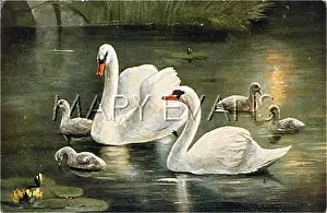 Olor: SWANS AND CYGNETS 1910