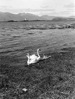 Argyllshire: SWANS & CYGNETS