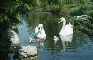 Cygnets: Swans and Cygnets