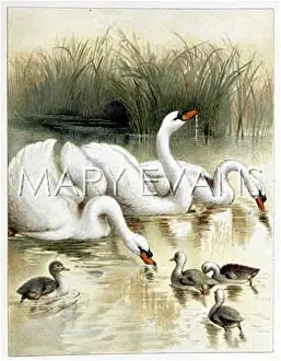 Cygnets: SWANS AND CYGNETS