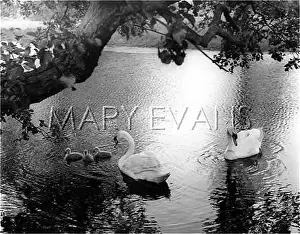 Cygnets: SWANS AND CYGNETS
