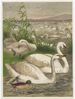 Olor: SWANS AND CYGNETS GALORE