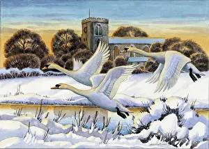 Binns: Swans In Flight