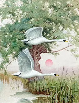 Hopking: Two swans flying