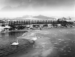 Nene: SWANS ON FROZEN RIVER