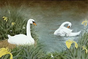 Cargill: Two Swans - with irises