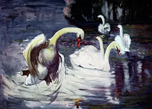 Flapping: Swans in the Lake