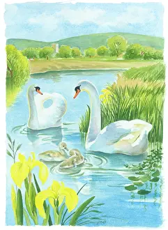 Cygnets: Two swans on a lake with two cygnets