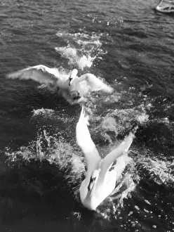 Touchdown: SWANS LANDING
