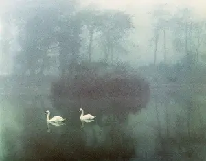 Robin Adler: Two swans on a misty lake