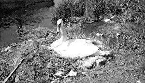 Swans: A Swans on its nest