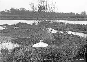 Lisburn: Swan's Nest near Lisburn