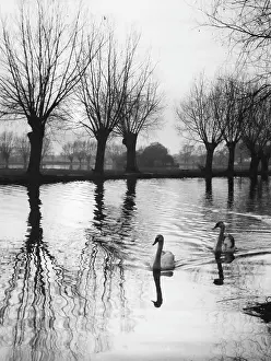 Rippling: Swans on the Ouse