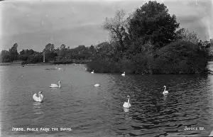 Swans: The Swans at Poole Park