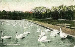 Poole: The Swans, Poole Park, Dorset