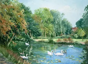 Winnie: Swans on the River Brett