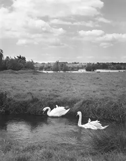 Nene: SWANS ON THE RIVER NENE