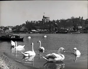 Widowhood: Swans on the River Thames near Windsor Castle