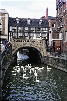 Witham: Swans on the River Witham in front of High Bridge