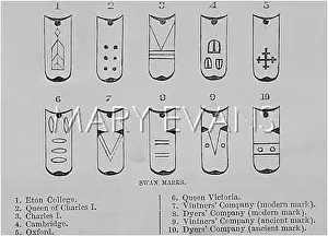 Vintners: SWANS/SWAN MARKS