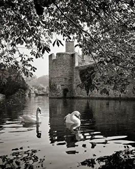1300s: Swans Swimming in the Most Around the Bishops