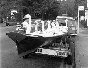 Safer: SWANS IN TRANSIT