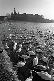 Wenceslaus: Swans on Vistula River, Krakow, Poland
