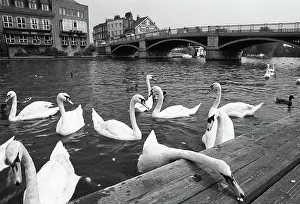 Henley: Swans, Windsor Bridge, Henley